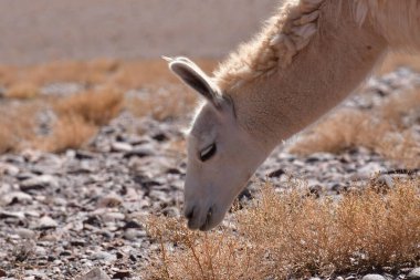 Lamas in Atacama Desert Chile South America. High quality photo