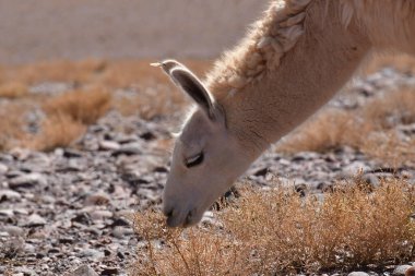 Lamas in Atacama Desert Chile South America. High quality photo