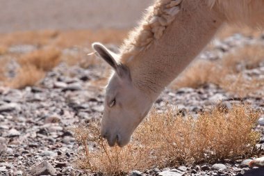 Lamas in Atacama Desert Chile South America. High quality photo