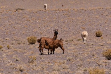 Lamas in Atacama Desert Chile South America. High quality photo