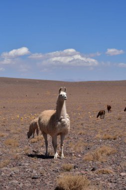 Lamas in Atacama Desert Chile South America. High quality photo
