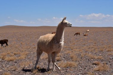 Lamas in Atacama Desert Chile South America. High quality photo