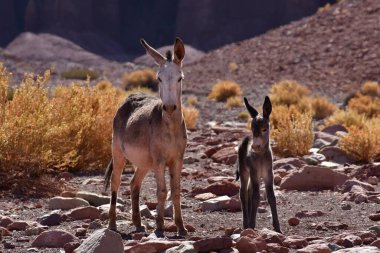 Wild Donkey with foal in atacama Desert chile south America. High quality photo