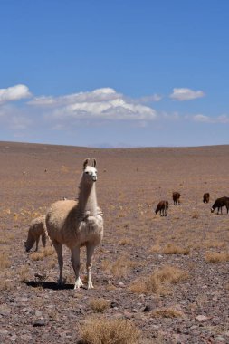 Lamas in Atacama Desert Chile South America. High quality photo