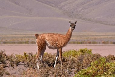 Guanaco in Atacama Desert Chile South America. High quality photo