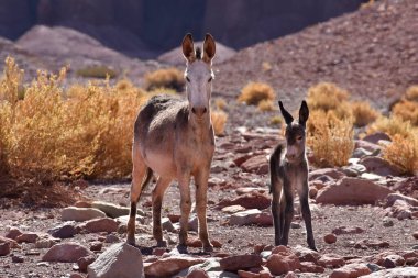 Wild Donkey with foal in atacama Desert chile south America. High quality photo
