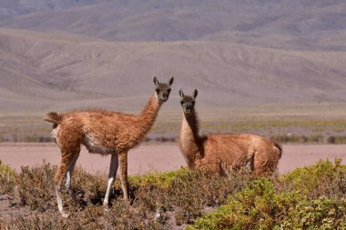 Guanaco in Atacama Desert Chile South America. High quality photo