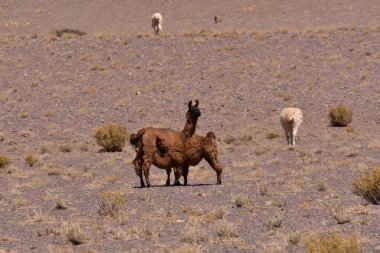 Lamas in Atacama Desert Chile South America. High quality photo