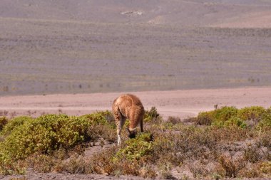 Guanaco in Atacama Desert Chile South America. High quality photo