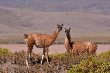 Guanaco in Atacama Desert Chile South America. High quality photo