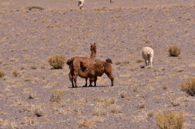 Lamas in Atacama Desert Chile South America. High quality photo