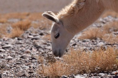 Lamas in Atacama Desert Chile South America. High quality photo