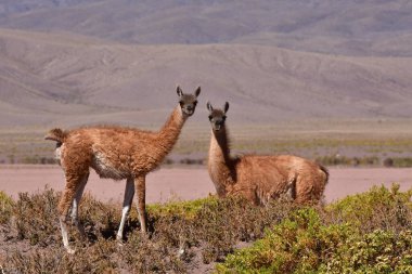 Guanaco in Atacama Desert Chile South America. High quality photo