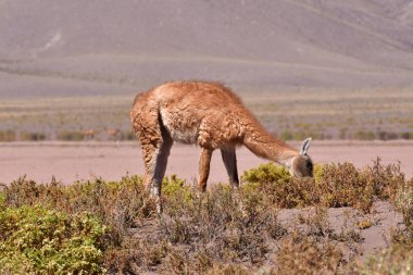 Guanaco in Atacama Desert Chile South America. High quality photo