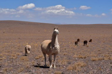 Lamas in Atacama Desert Chile South America. High quality photo