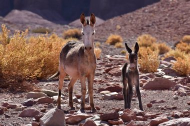 Wild Donkey with foal in atacama Desert chile south America. High quality photo