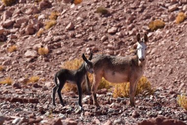 Wild Donkey with foal in atacama Desert chile south America. High quality photo