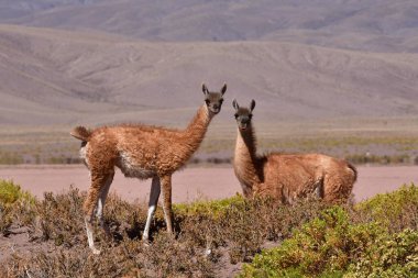 Guanaco in Atacama Desert Chile South America. High quality photo