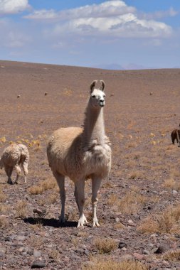 Lamas in Atacama Desert Chile South America. High quality photo