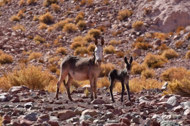 Wild Donkey with foal in atacama Desert chile south America. High quality photo