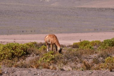 Guanaco in Atacama Desert Chile South America. High quality photo