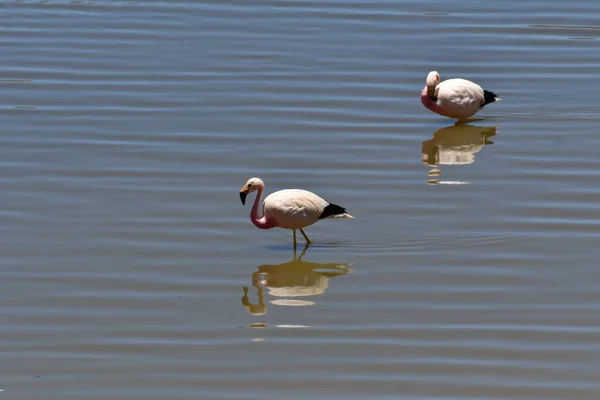Flamingos in Atacama Desert chile South America. High quality photo