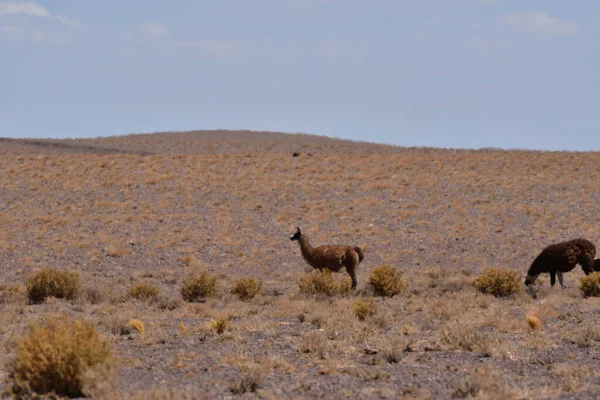 Lamas in Atacama Desert Chile South America. High quality photo