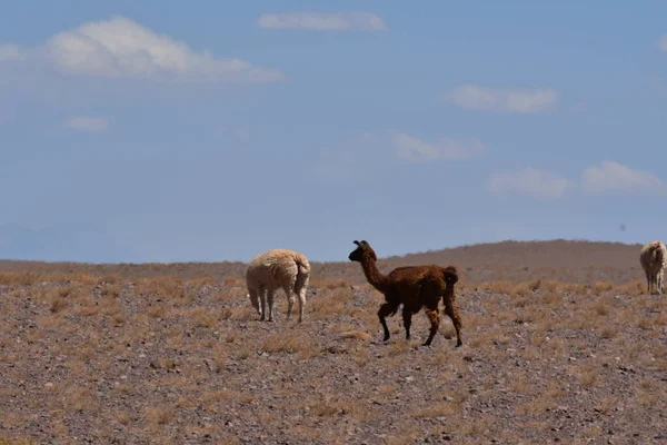 Lamas in Atacama Desert Chile South America. High quality photo