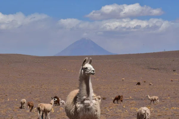 Lama in front of Volcano in Atacama Desert Chile South America. High quality photo