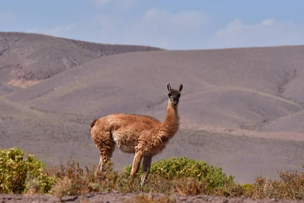 Guanaco in Atacama Desert Chile South America. High quality photo