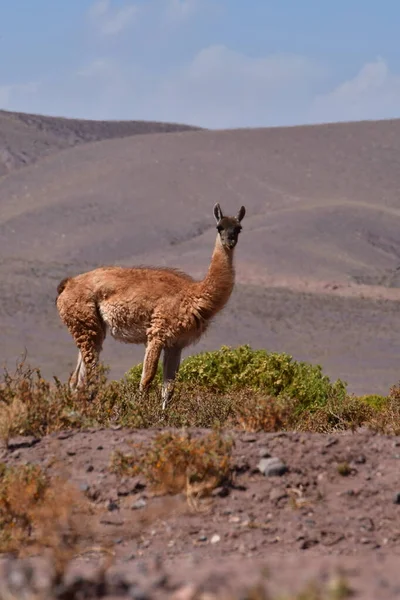 Guanaco in Atacama Desert Chile South America. High quality photo