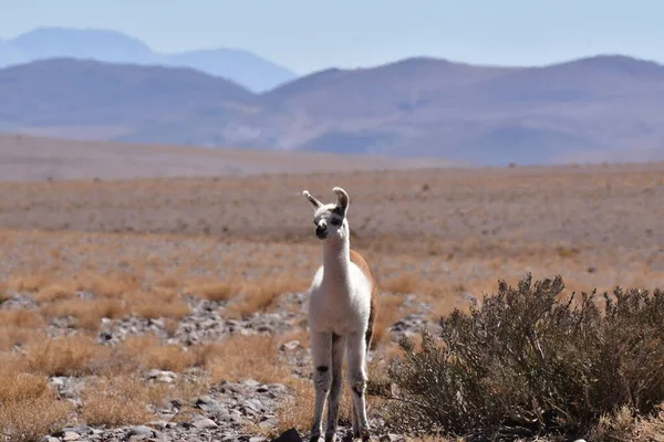 Lamas in Atacama Desert Chile South America. High quality photo