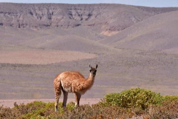 Guanaco in Atacama Desert Chile South America. High quality photo
