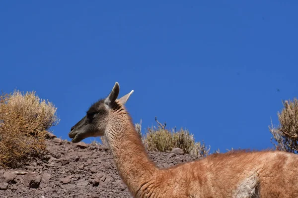 Guanaco in Atacama Desert Chile South America. High quality photo