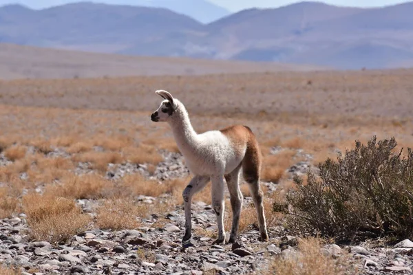 Lamas in Atacama Desert Chile South America. High quality photo