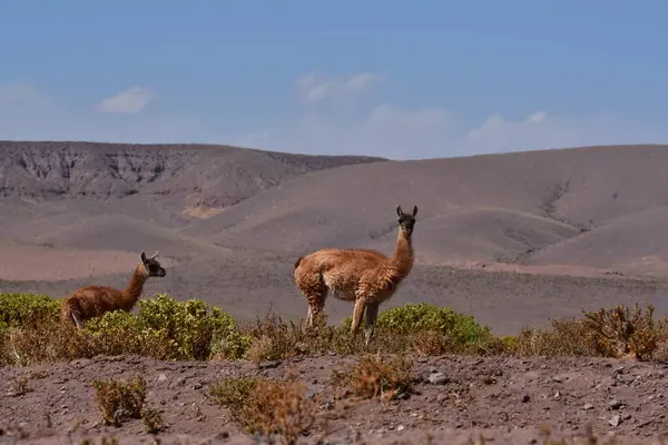 Guanaco in Atacama Desert Chile South America. High quality photo