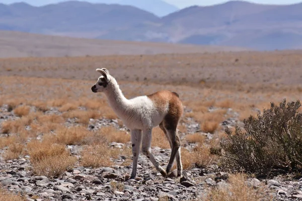 Lamas in Atacama Desert Chile South America. High quality photo