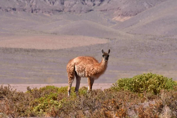 Guanaco in Atacama Desert Chile South America. High quality photo