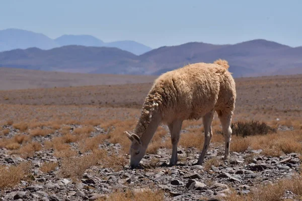 Lamas in Atacama Desert Chile South America. High quality photo