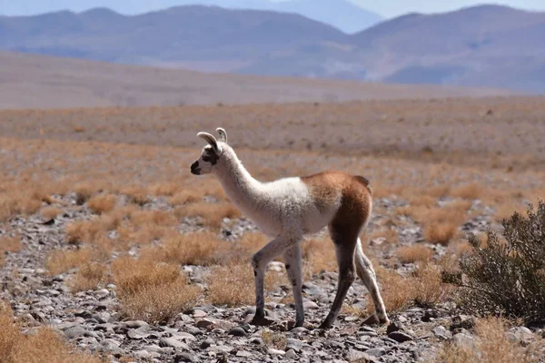 Lamas in Atacama Desert Chile South America. High quality photo