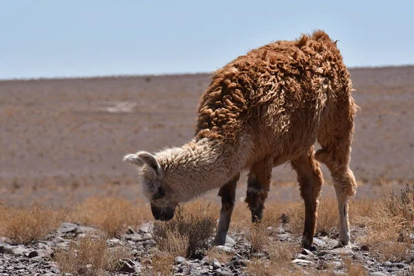 Lamas in Atacama Desert Chile South America. High quality photo