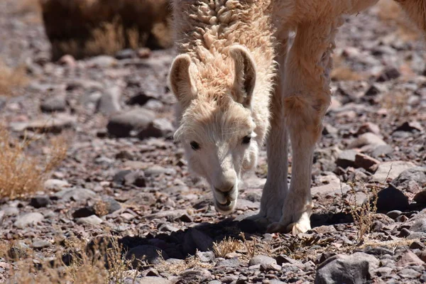 Lamas in Atacama Desert Chile South America. High quality photo