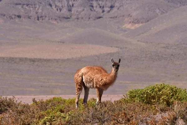 Guanaco in Atacama Desert Chile South America. High quality photo