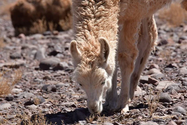Lamas in Atacama Desert Chile South America. High quality photo