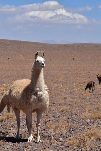 Lamas in Atacama Desert Chile South America. High quality photo