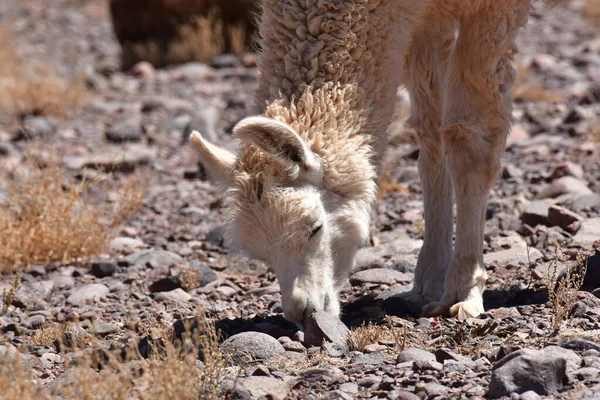 Lamas in Atacama Desert Chile South America. High quality photo