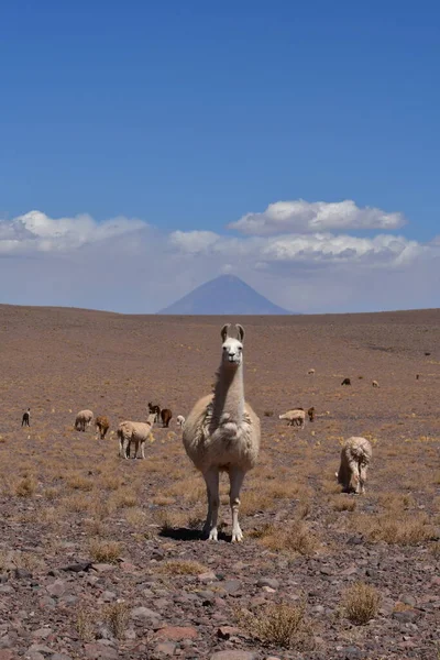 Lama in front of Volcano in Atacama Desert Chile South America. High quality photo