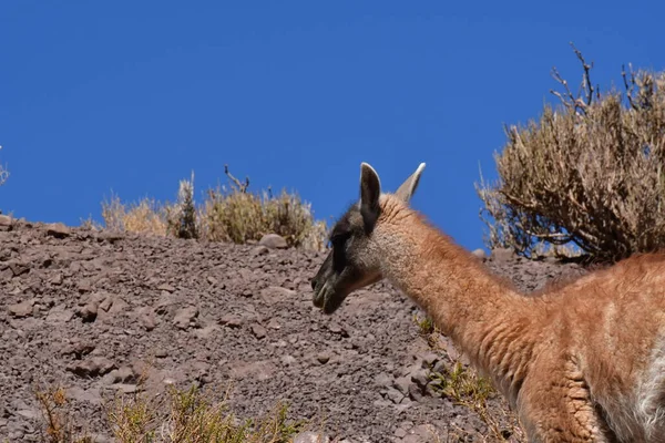 Guanaco in Atacama Desert Chile South America. High quality photo