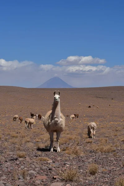 Lama in front of Volcano in Atacama Desert Chile South America. High quality photo