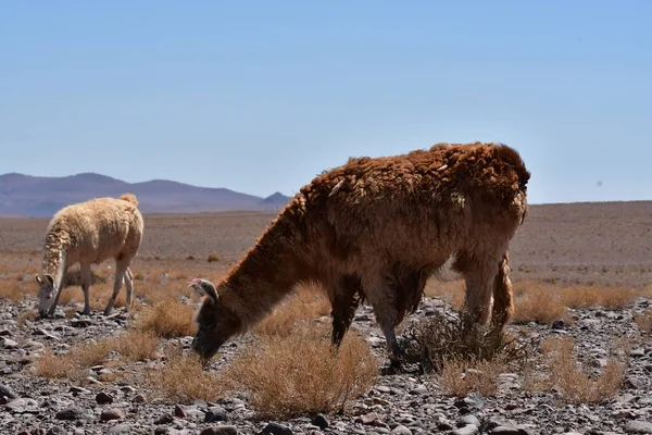 Lamas in Atacama Desert Chile South America. High quality photo